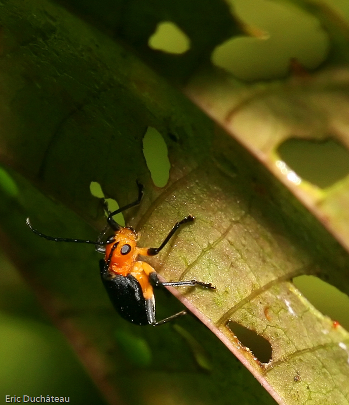 Coléoptère
