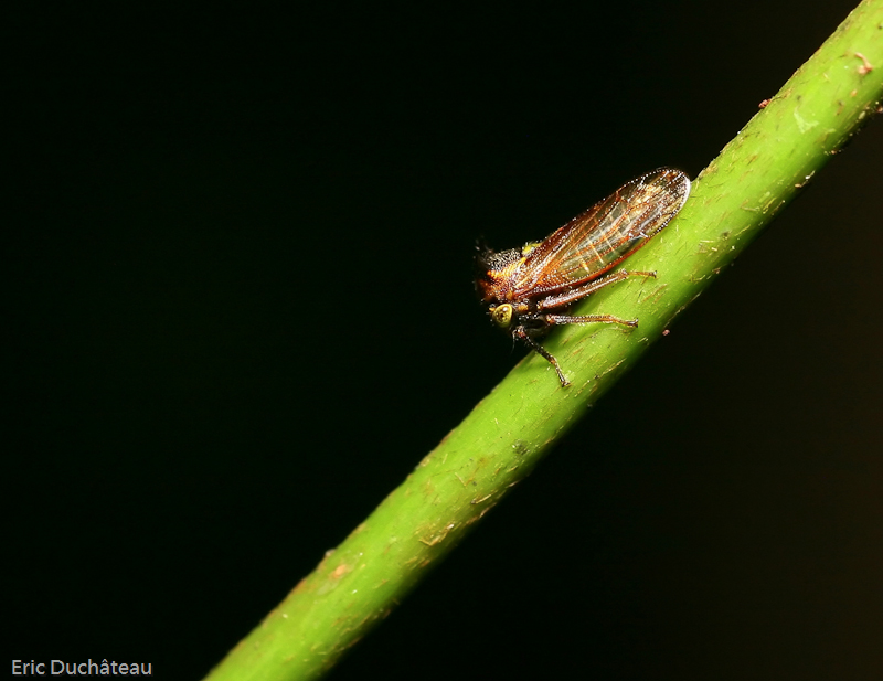 Membracide