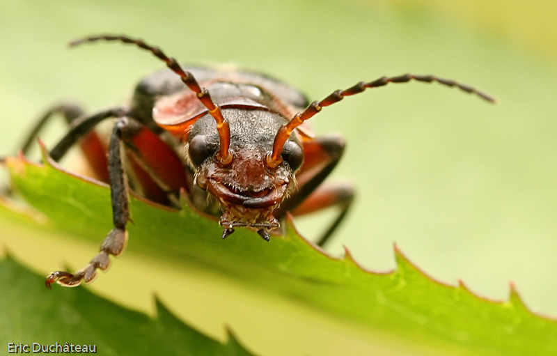 Cantharis fusca