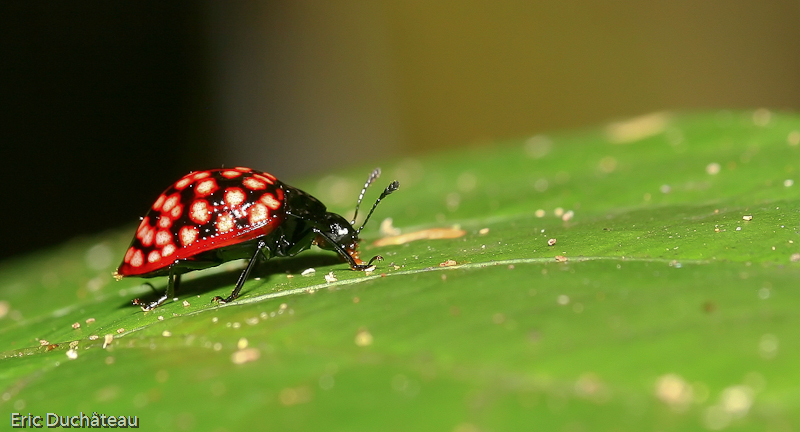 Coccinellidae