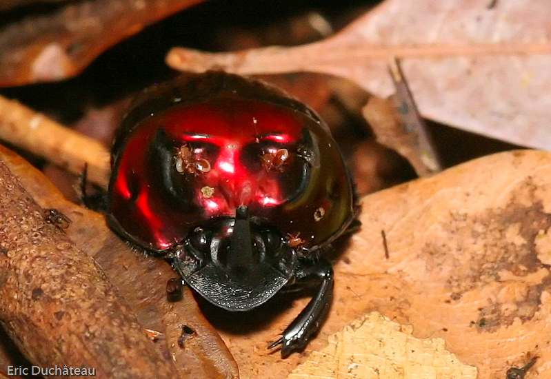 Oryctes nasicornis