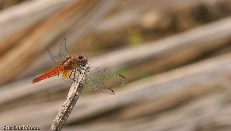 Libellule