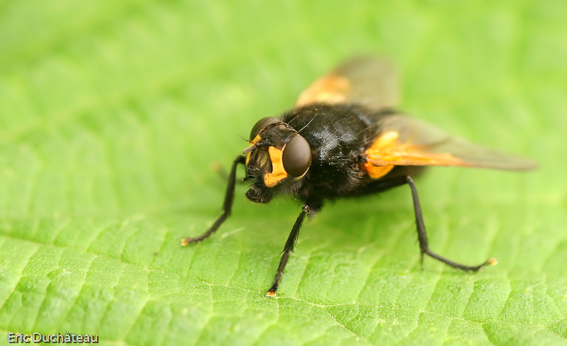 Mesembrina meridiana