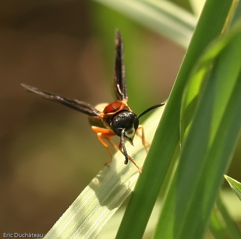 Mouche à feu