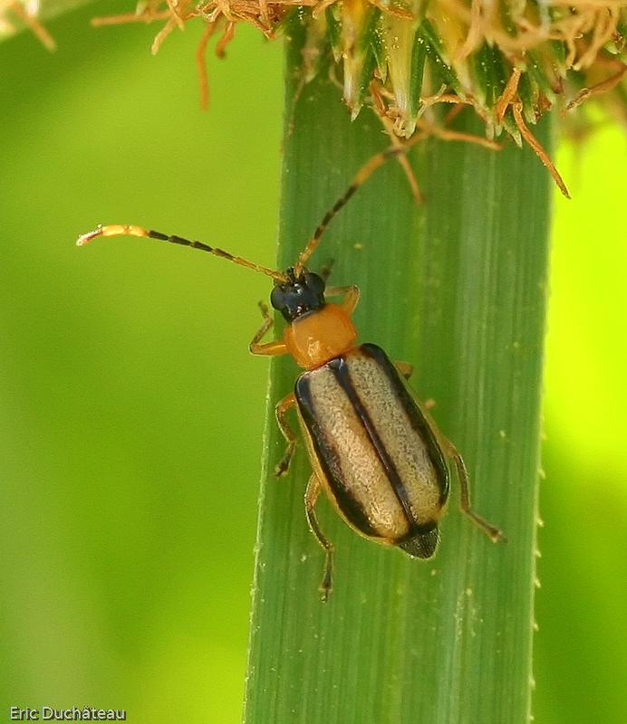 Coléoptère