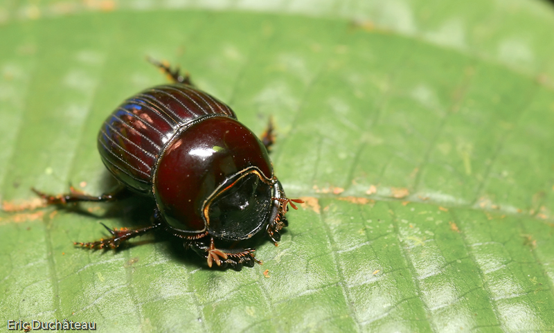 Scarabaeidae