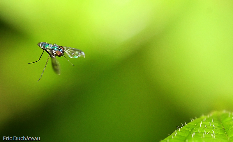 Dolichopus sp.