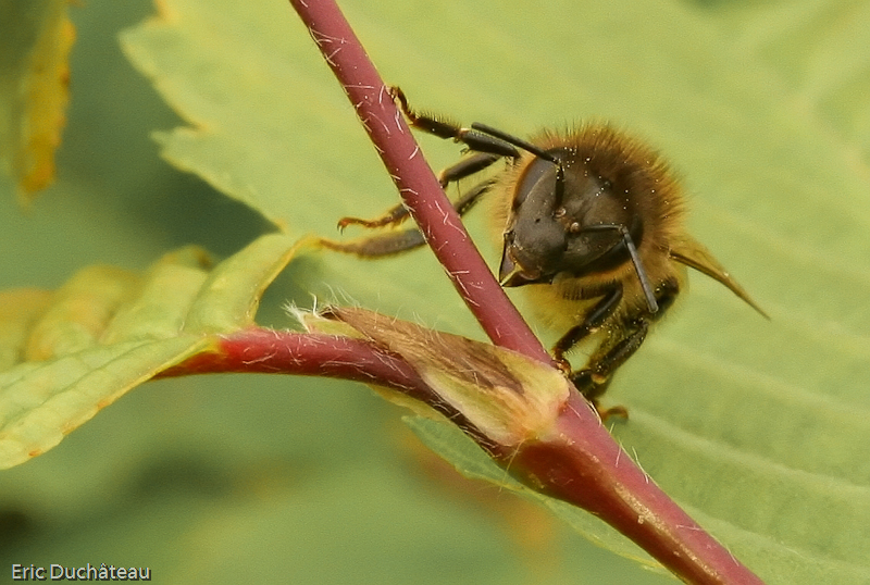 Apis mellifera