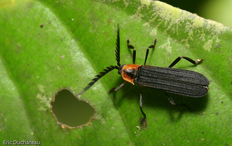 Lampyridae