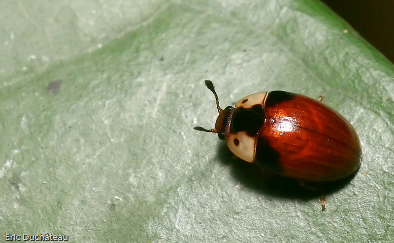 Coccinellidae