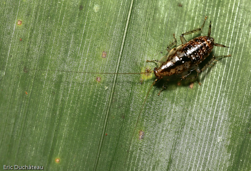 Coléoptère