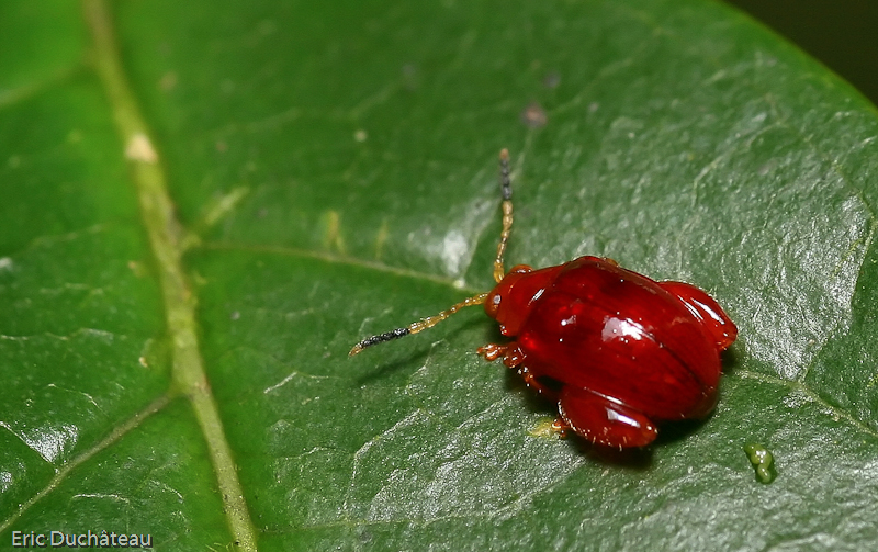 Coléoptère