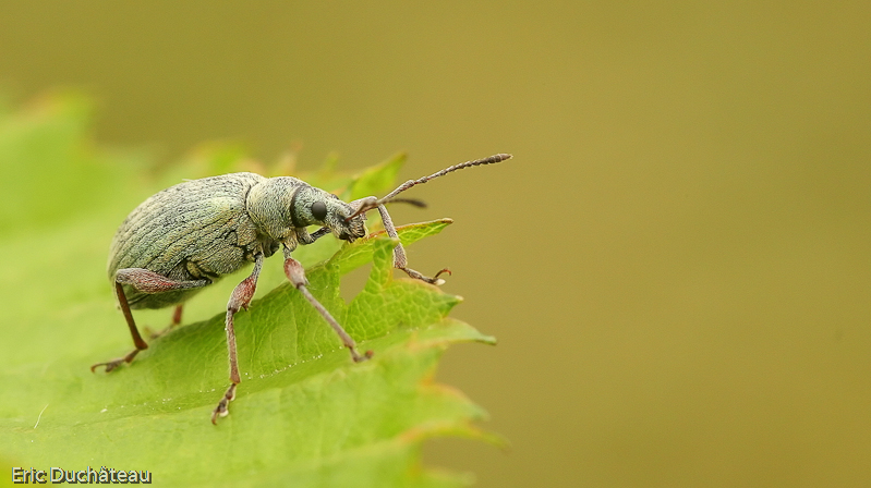 Polydrosus mollis