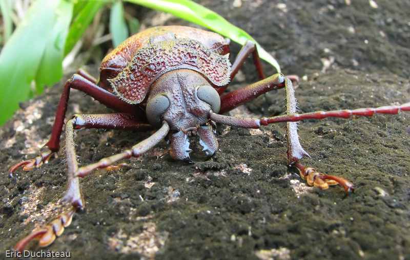 Longicorne