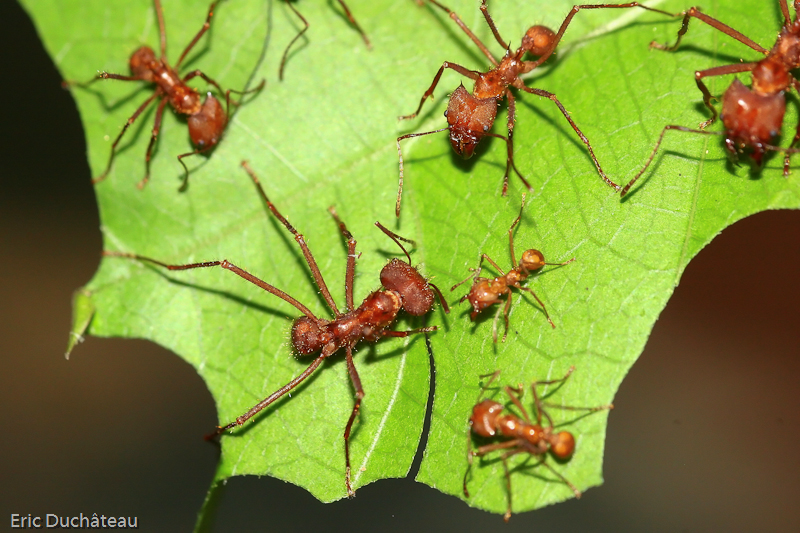 Fourmis manioc