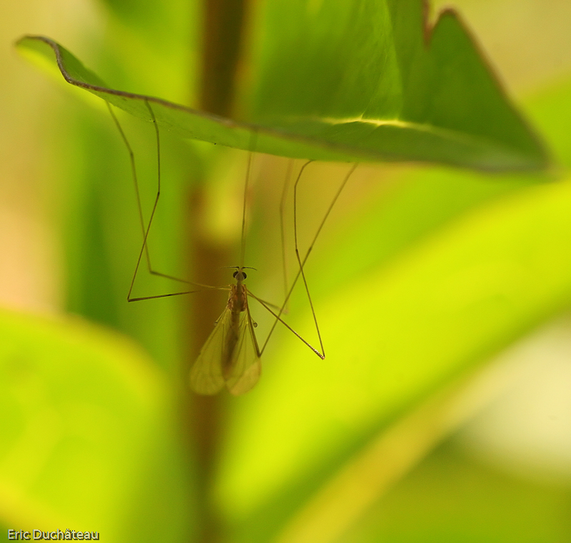 Tipula sp.