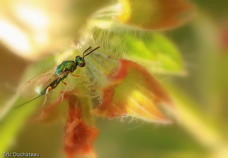 Chrysis