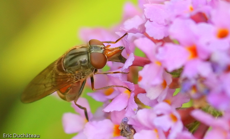Rhingia campestris