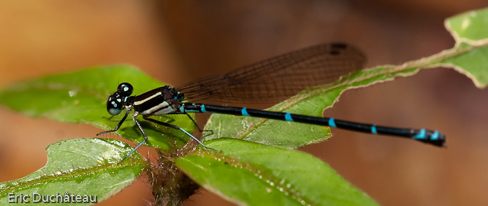 Agrion