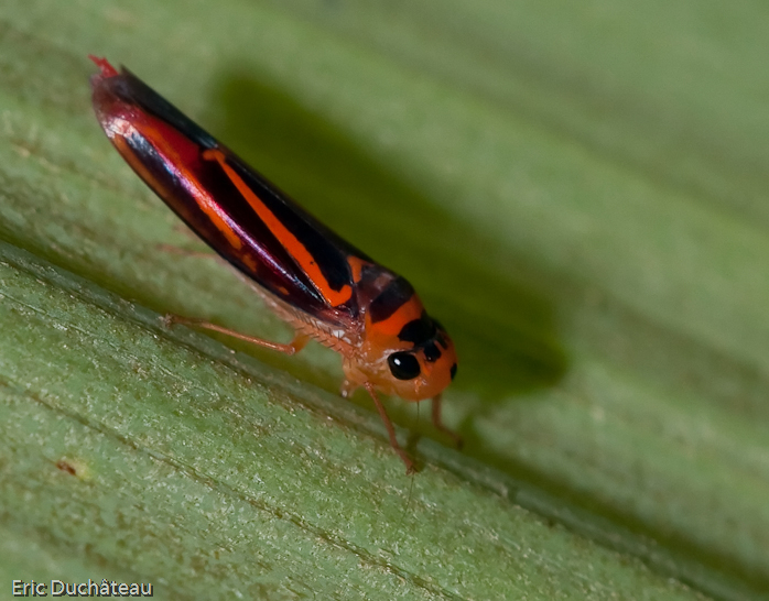 Cicadelle (Tettigonia salutaris)