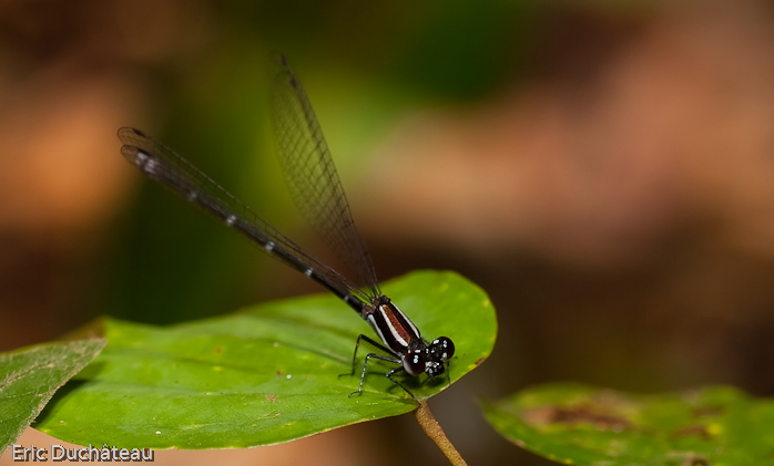 Demoiselle