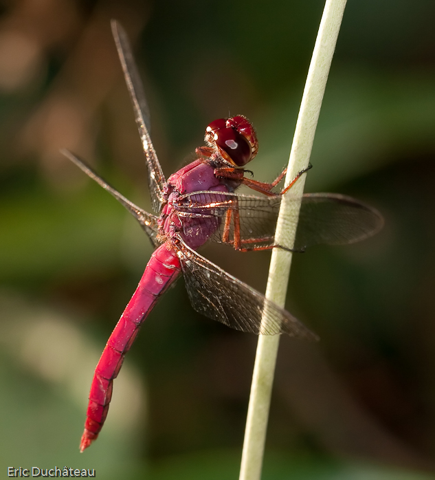 Libellule (Orthemis)