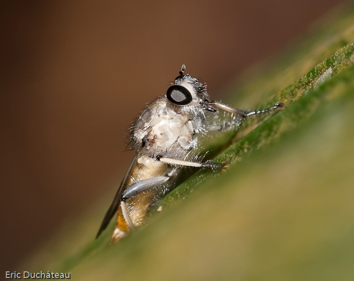 Mouche