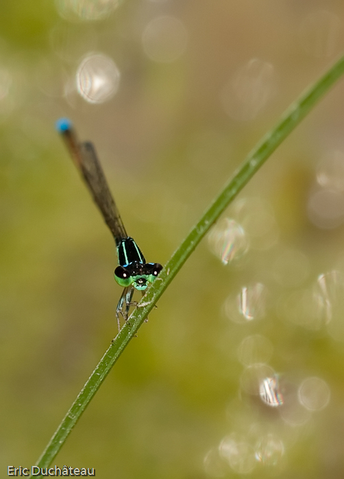 Agrion