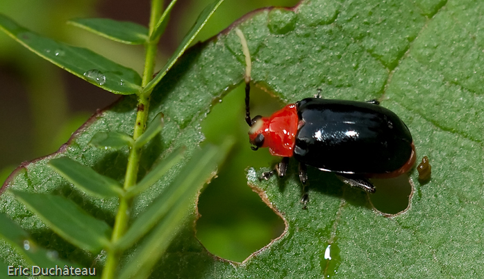 Galerucinae