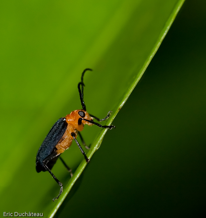 Galerucinae