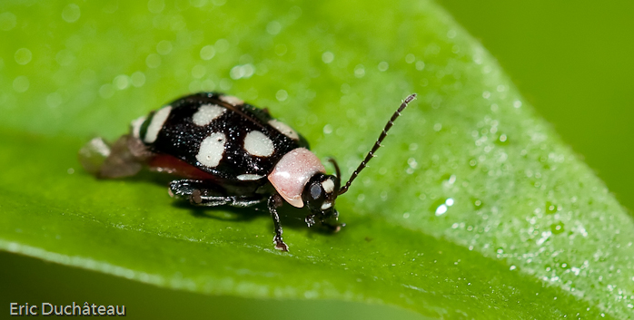 Galerucinae