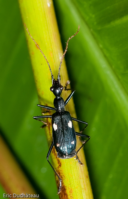 Coléoptère (Calophaena)