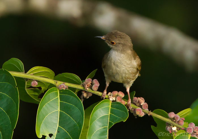 Bulbul oeil-de-feu