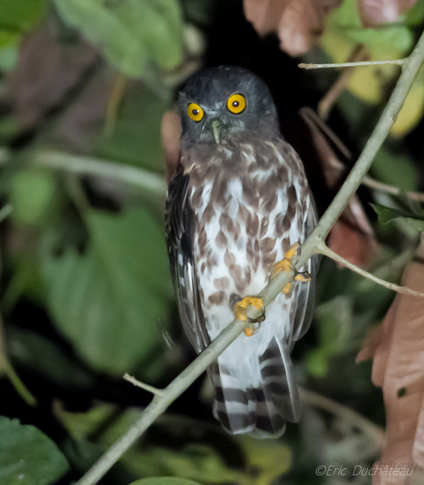 Ketupa ketupu