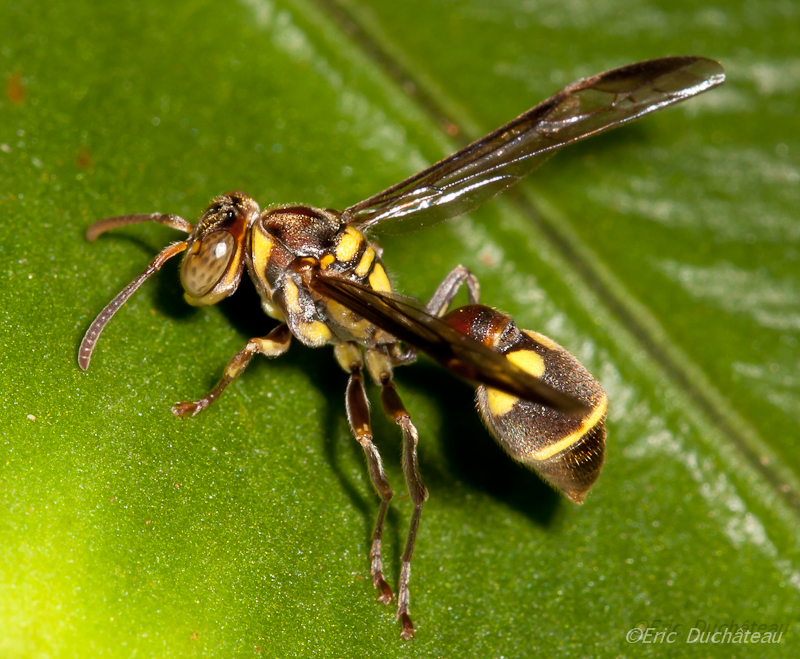 Vespidae