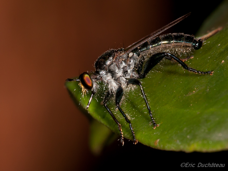 Asilidae