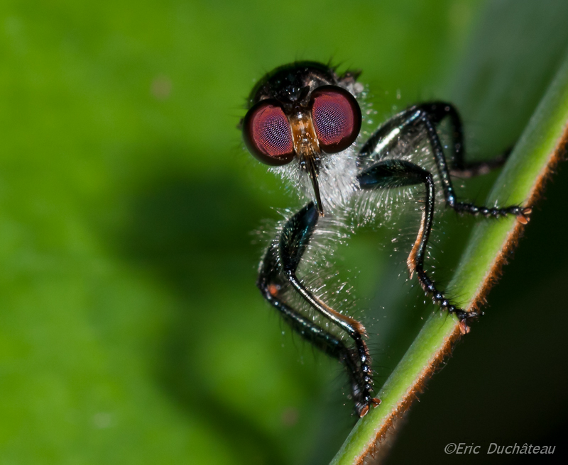 Asilidae