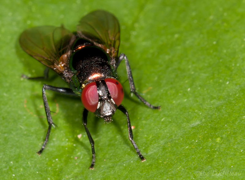 Lucilia sp.