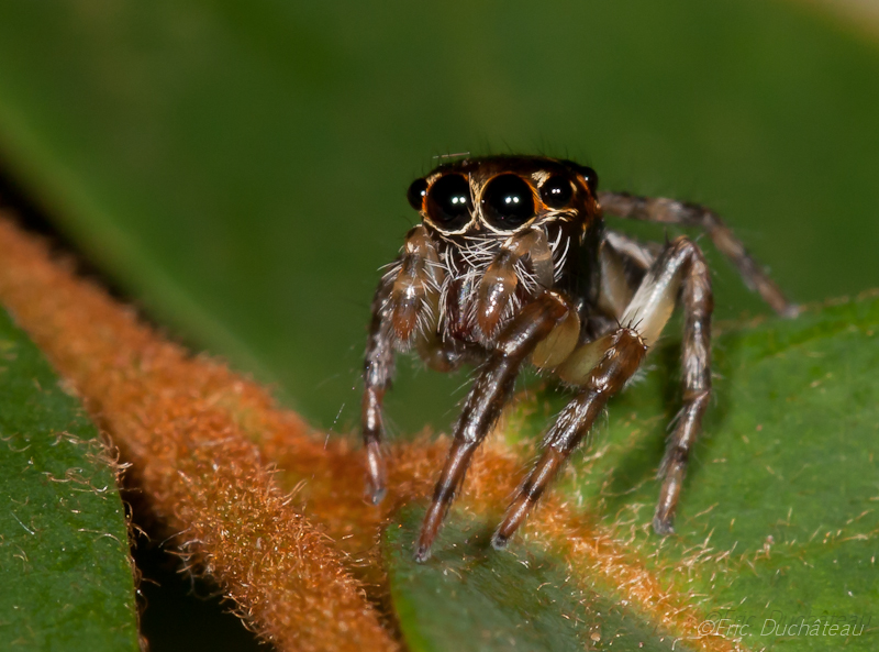 Saltique (salticidae)