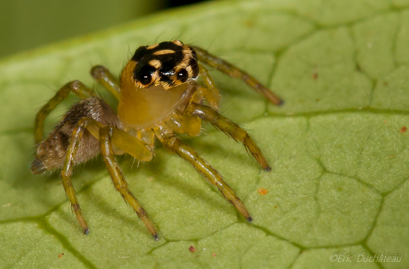 Saltique (salticidae)