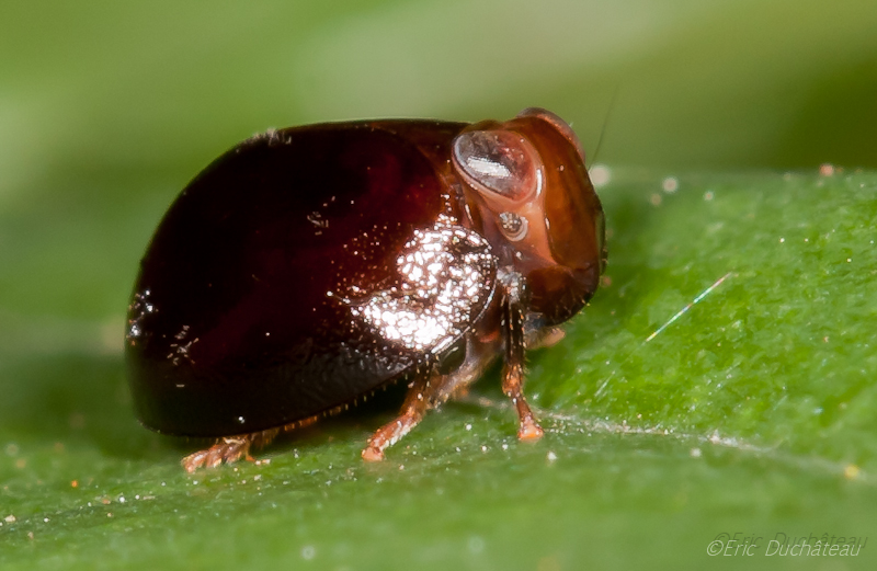 Issidae