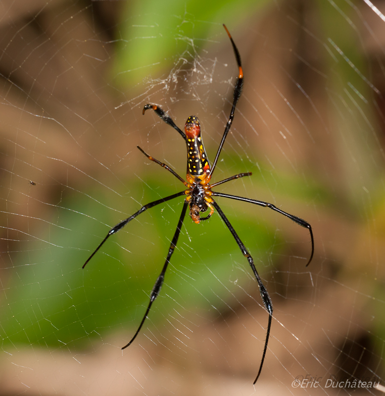 Nephila pilipes