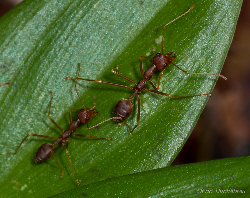 Fourmis tisserandes (oecophylla smaragdina)