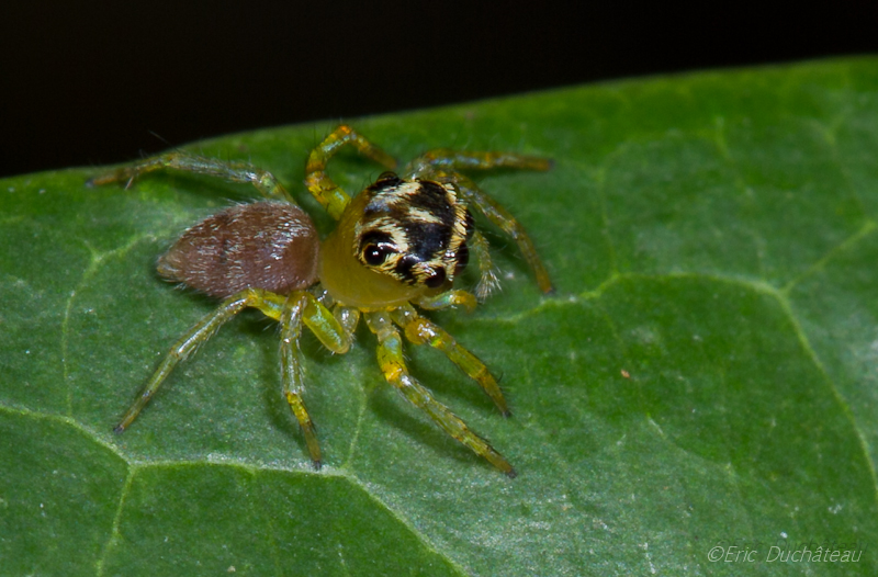 Saltique (salticidae)