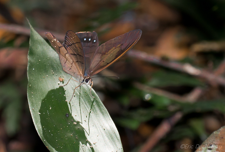 Cithaerias philis