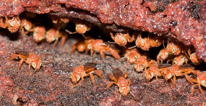 Abeilles mélipones