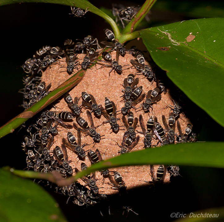 Nid de mouches à feu