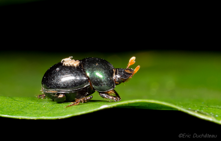 Bousier (Scarabeidae)