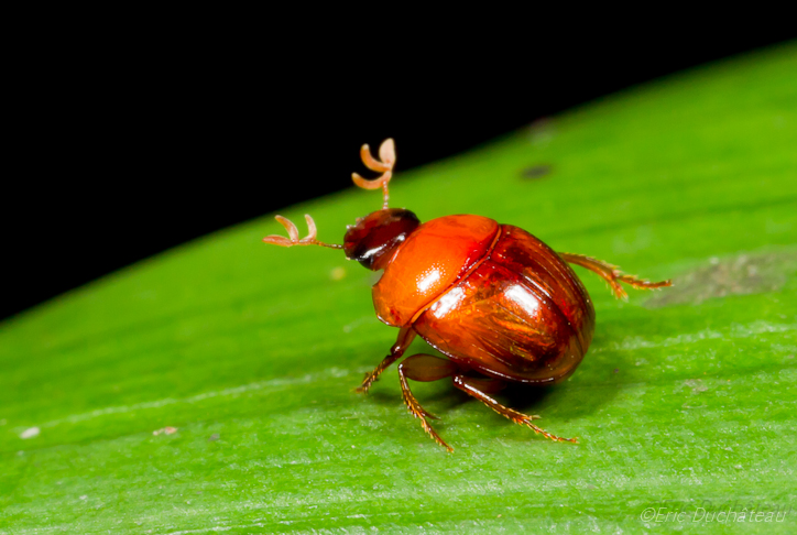 Bousier (Scarabeidae)