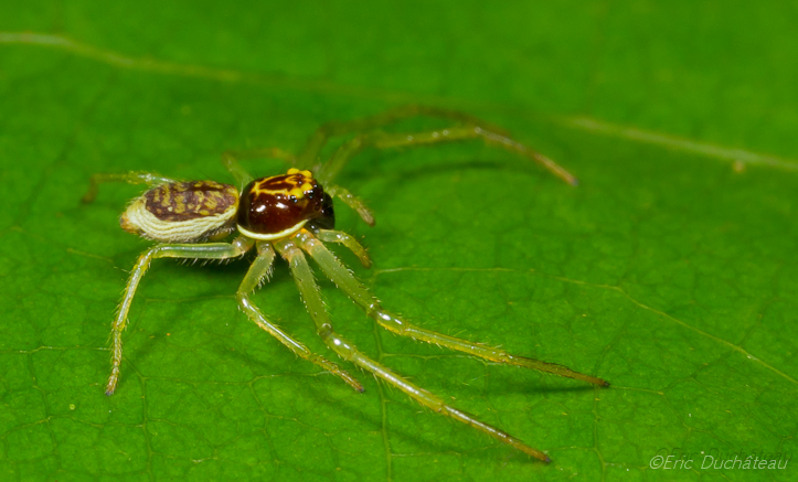 Thomisidae